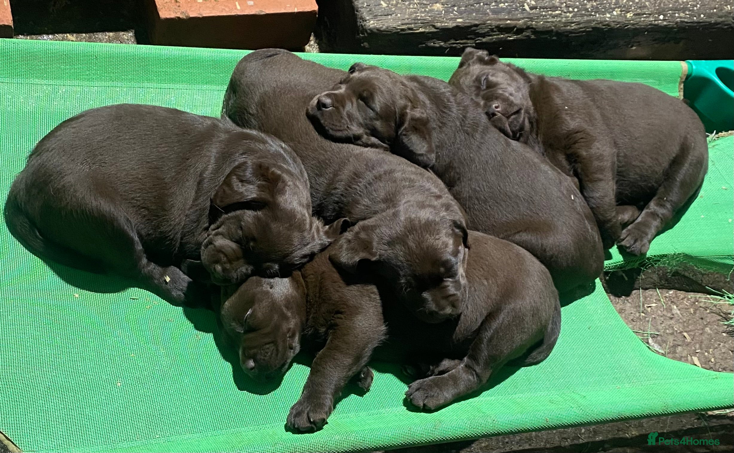 Labrador Retriever dogs Chocolate Labrador Puppies  - Advert 6