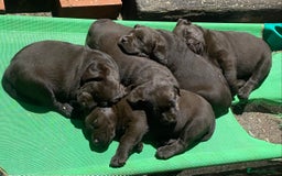 Labrador Retriever dogs for sale: Chocolate Labrador Puppies  - Advert 1