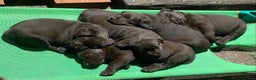 Labrador Retriever dogs for sale: Chocolate Labrador Puppies  - Advert 1