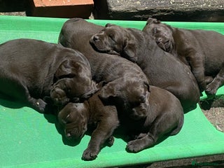 Labrador Retriever dogs Chocolate Labrador Puppies - Advert 16