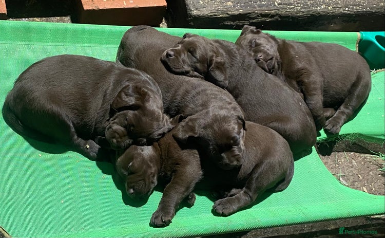 Labrador Retriever dogs Chocolate Labrador Puppies - Advert 1