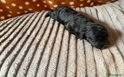 Mixed Breed dogs for sale: 8 beautiful cockapoo cross cavapoo pups - Image 18