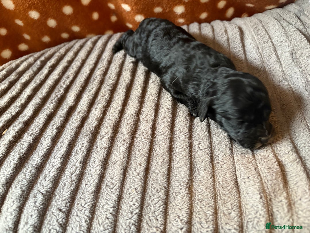 Mixed Breed dogs for sale: 8 beautiful cockapoo cross cavapoo pups - Image 18