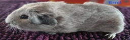 Guinea Pig rodents for sale: Rex and Funky boars and sows - Advert 20