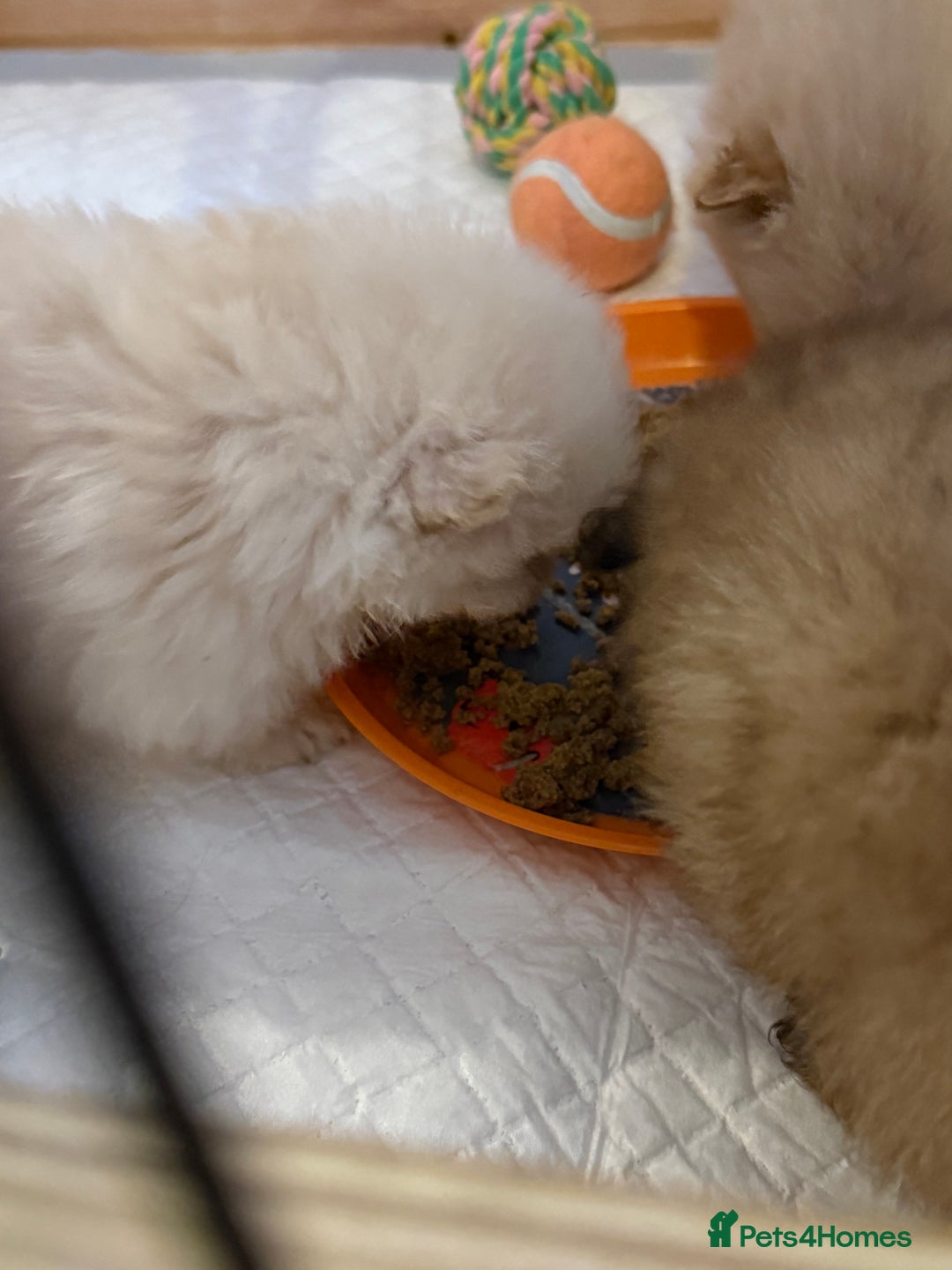 Pomeranian dogs for sale: 3 beautiful  **  teddy face Pomeranian puppies  - Advert 13