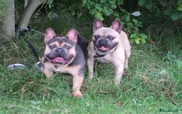French Bulldog dogs for sale: 2 male French bulldogs - Image 1