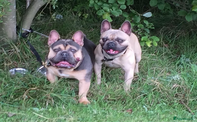French Bulldog dogs - Advert 14