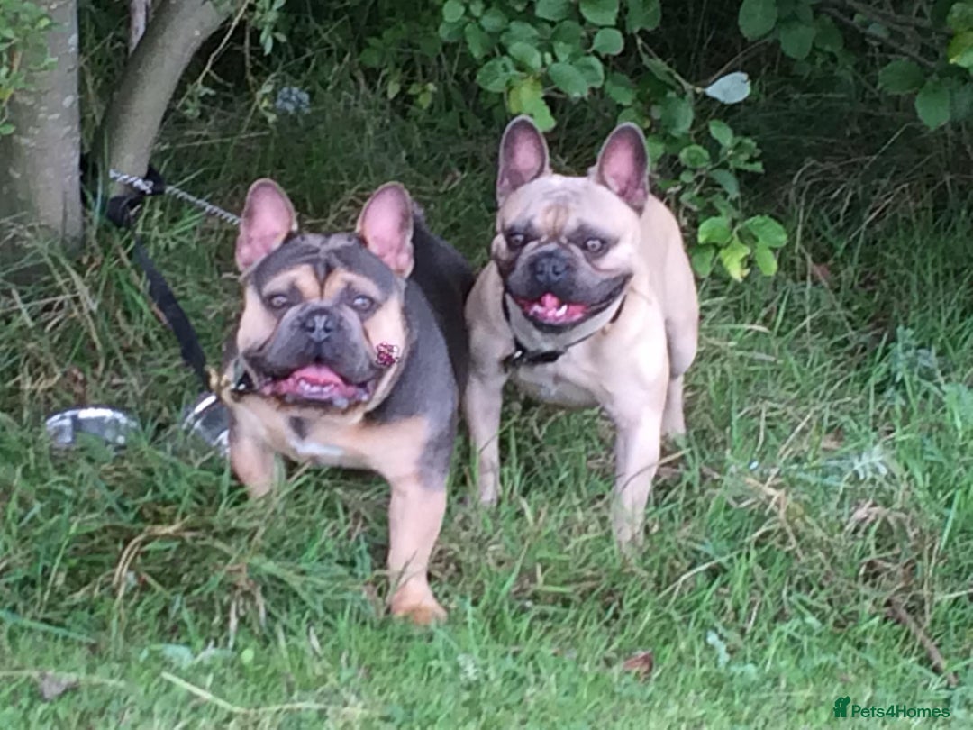 French Bulldog dogs for sale: 2 male French bulldogs - Image 1