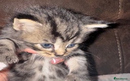 Maine Coon cats for sale: 3 beautiful part Maine coon kittens  - Image 10