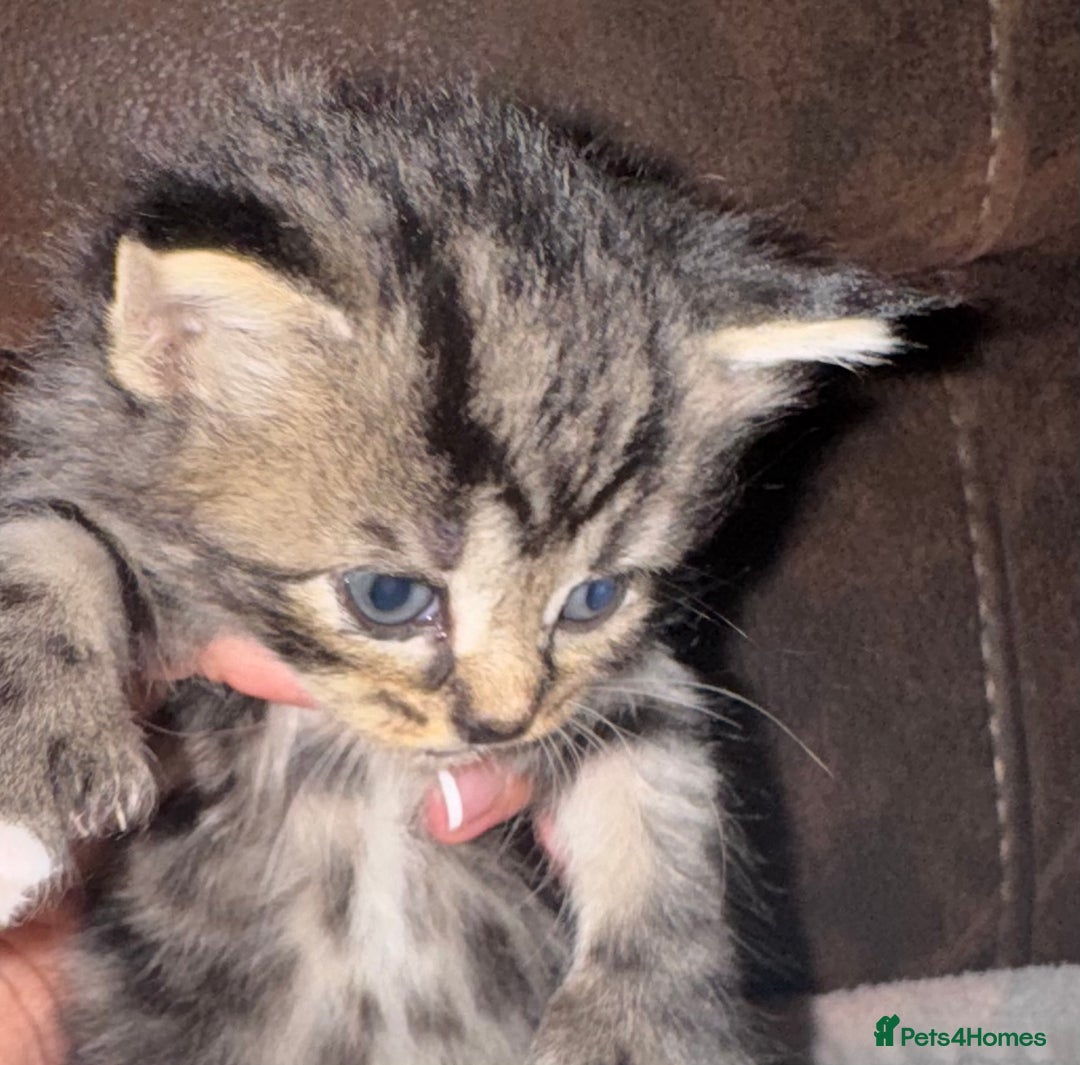 Maine Coon cats for sale: 3 beautiful part Maine coon kittens  - Image 10