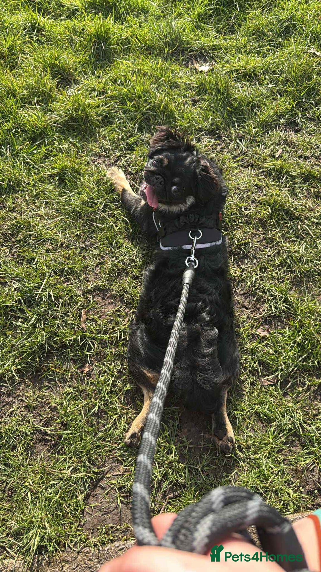 Pug dogs for sale: Scar fluffy pug - Image 3