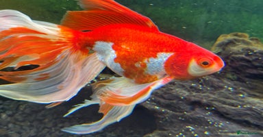 Fancy Goldfish fish - Advert 10