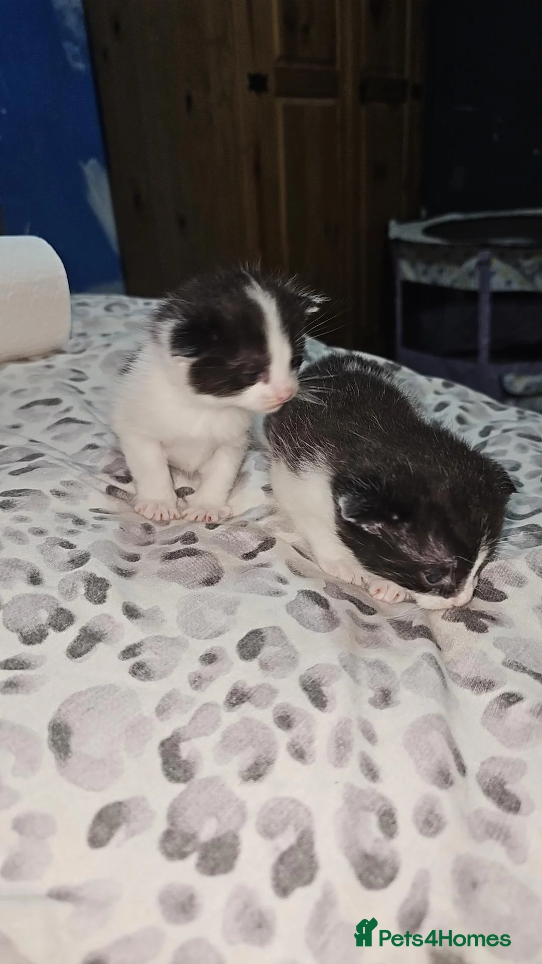 Domestic Shorthair cats for sale: Domestic long haired kittens - Advert 2