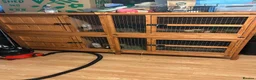 Guinea Pig rodents for sale: 2 Male guinea pigs (plus entire setup) - Advert 5