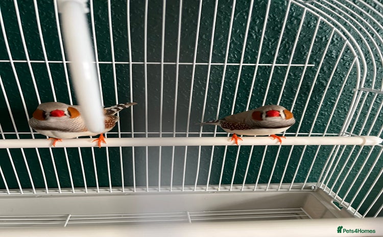 Finches birds - Advert 1