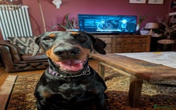 Dobermann dogs for sale: Dobermann Puppies - Image 12