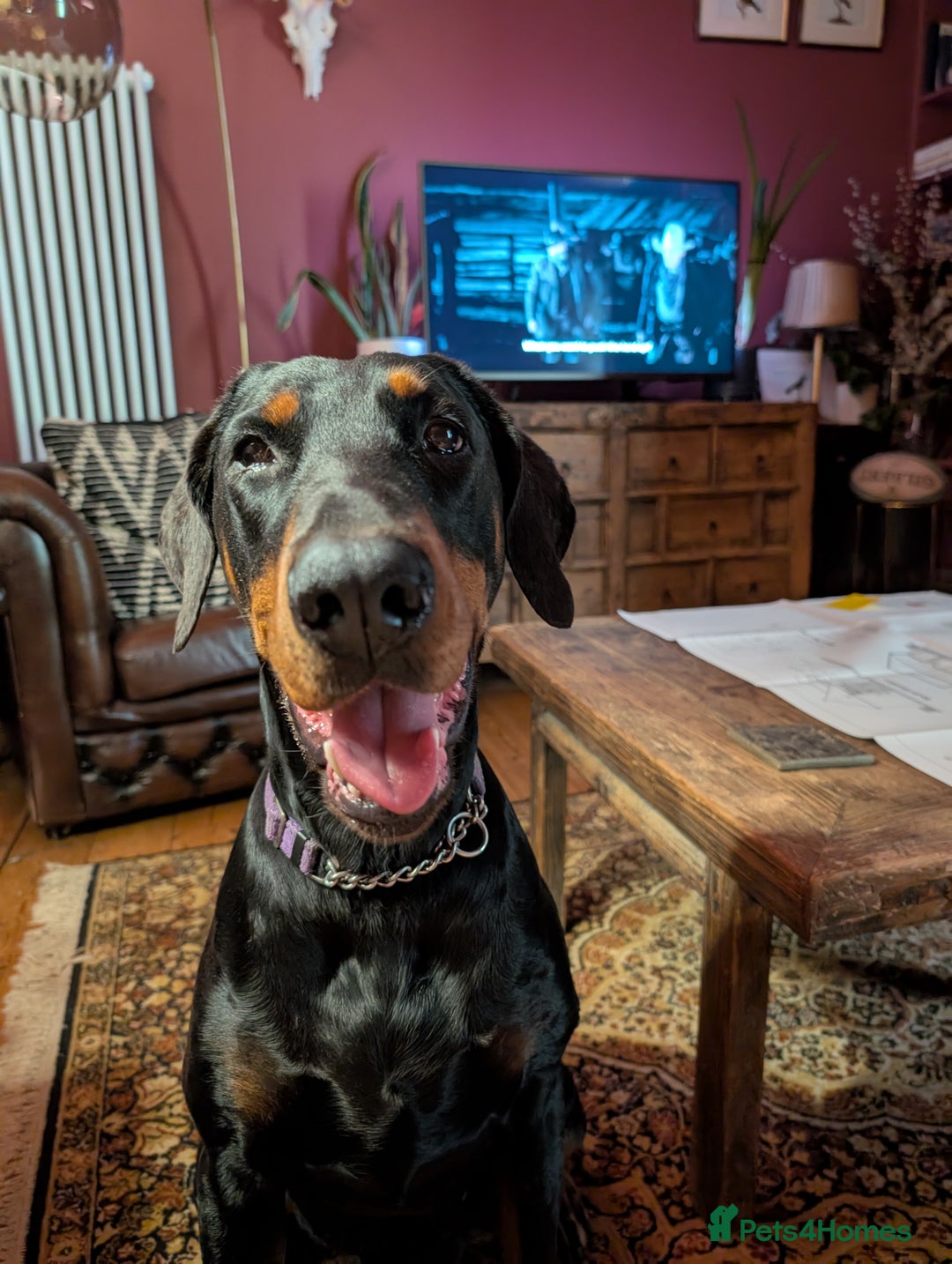 Dobermann dogs for sale: Dobermann Puppies - Image 12