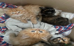 Mixed Breed cats for sale: 🎃 Cute Fluffy Kittens – Persian x BSH Mix - Image 14