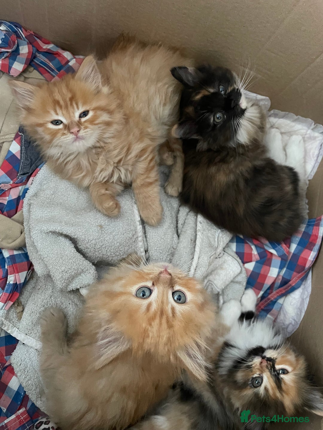 Mixed Breed cats for sale: 🎃 Cute Fluffy Kittens – Persian x BSH Mix - Image 14