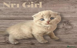 Scottish Fold cats for sale: 3 Scottish Fold Boys STILL AVAILABLE - Image 7