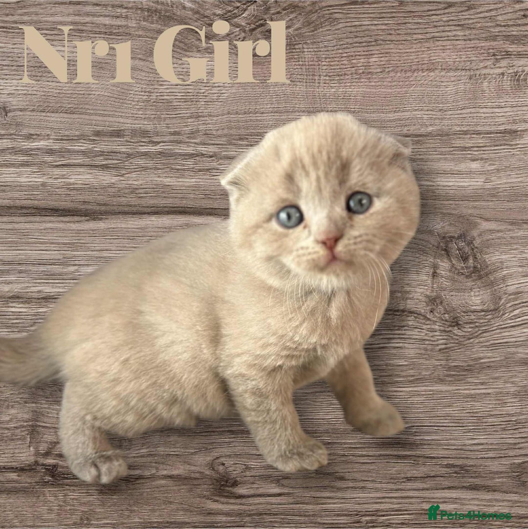 Scottish Fold cats for sale: 3 Scottish Fold Boys STILL AVAILABLE - Image 7