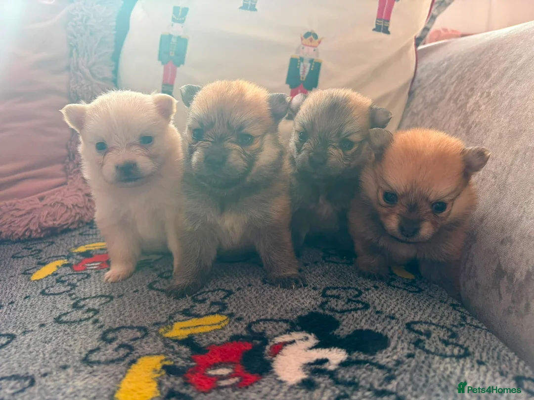Pomeranian dogs for sale: Baby Poms  - Advert 2