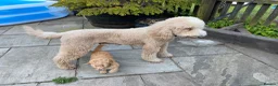 Mixed Breed dogs for sale: Red Australian labradoodle  in Caerphilly - Advert 3