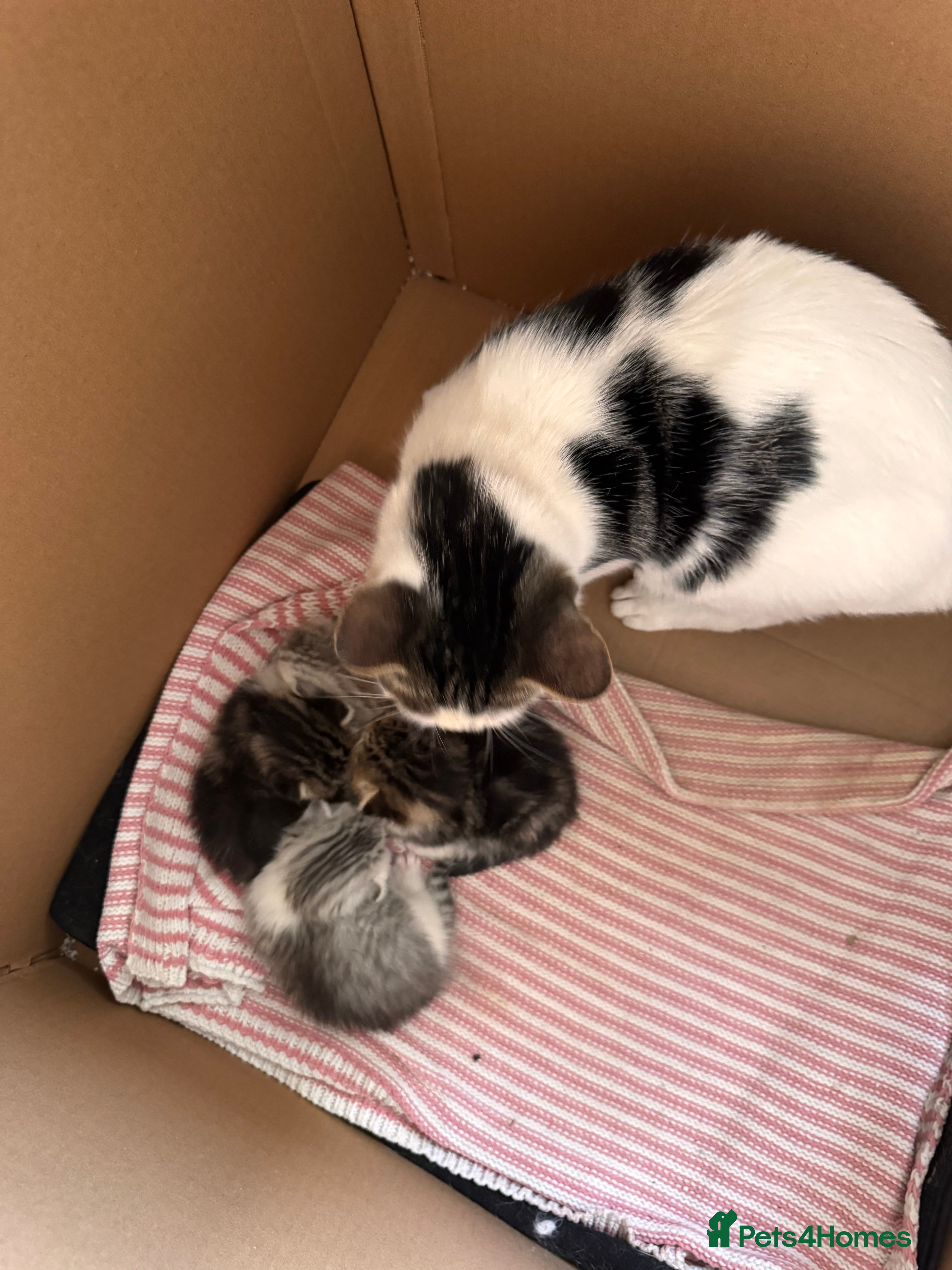 Mixed Breed cats Mixed breed half Persian half normal cat  - Advert 1