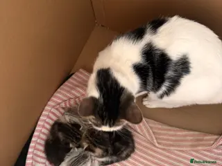 Mixed Breed cats Mixed breed half Persian half normal cat - Advert 1