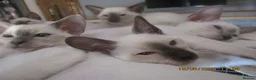 Siamese cats for sale: siamese kittens - Advert 2