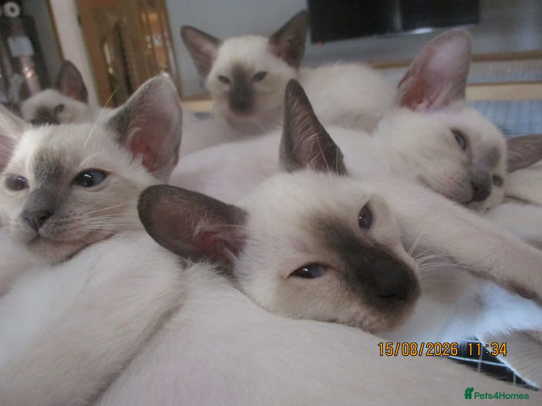 Siamese cats for sale: siamese kittens - Advert 2