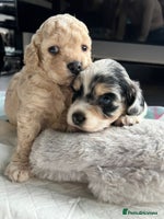 Cockapoo dogs Rare marked small cockerpoo puppys - Advert 2
