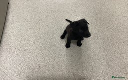 Mixed Breed dogs for sale: Belgian shepherd and Labrador mix  - Image 3