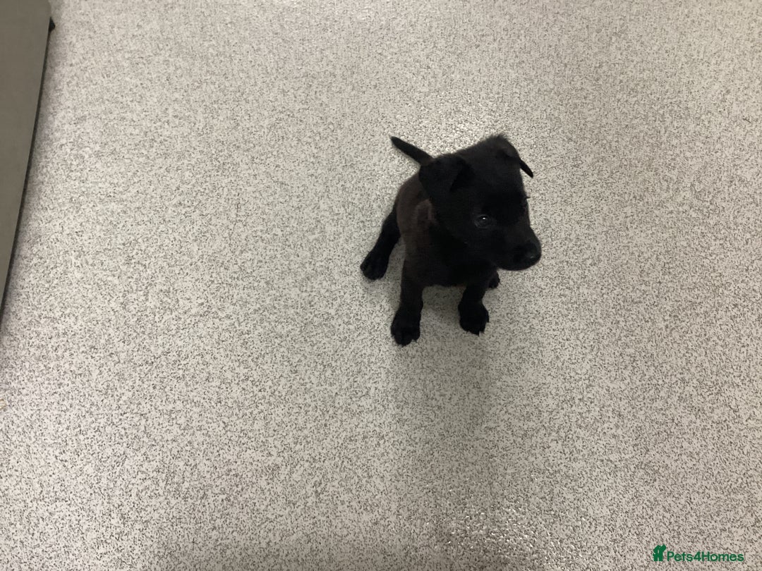 Mixed Breed dogs for sale: Belgian shepherd and Labrador mix  - Image 3