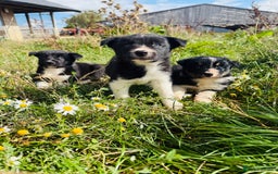 Border Collie dogs for sale: Gorgeous Border Collie puppies  - Image 8