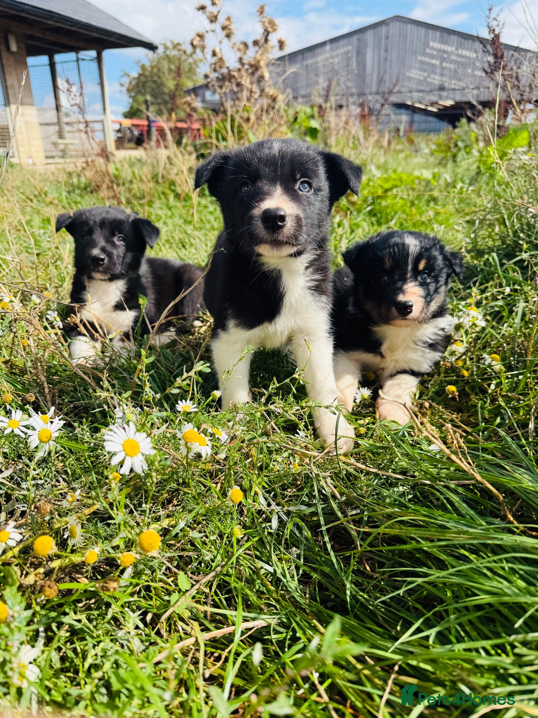 Border Collie dogs for sale: Gorgeous Border Collie puppies  - Image 8