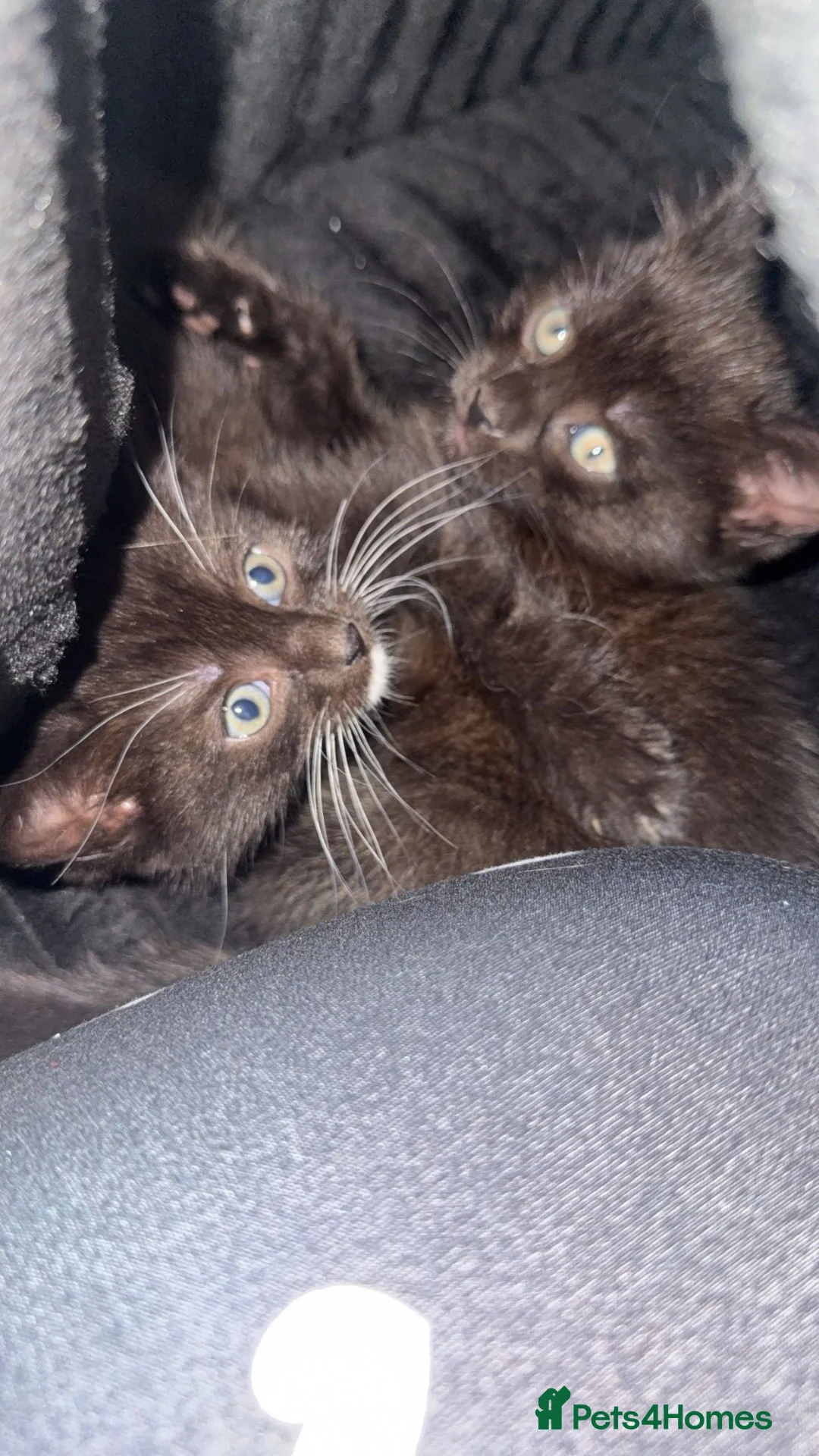 Mixed Breed cats for sale: 2 beautiful kittens for a good home❤️ - Advert 1