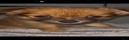 Pomchi dogs for sale: Pomchi puppies  - Advert 9