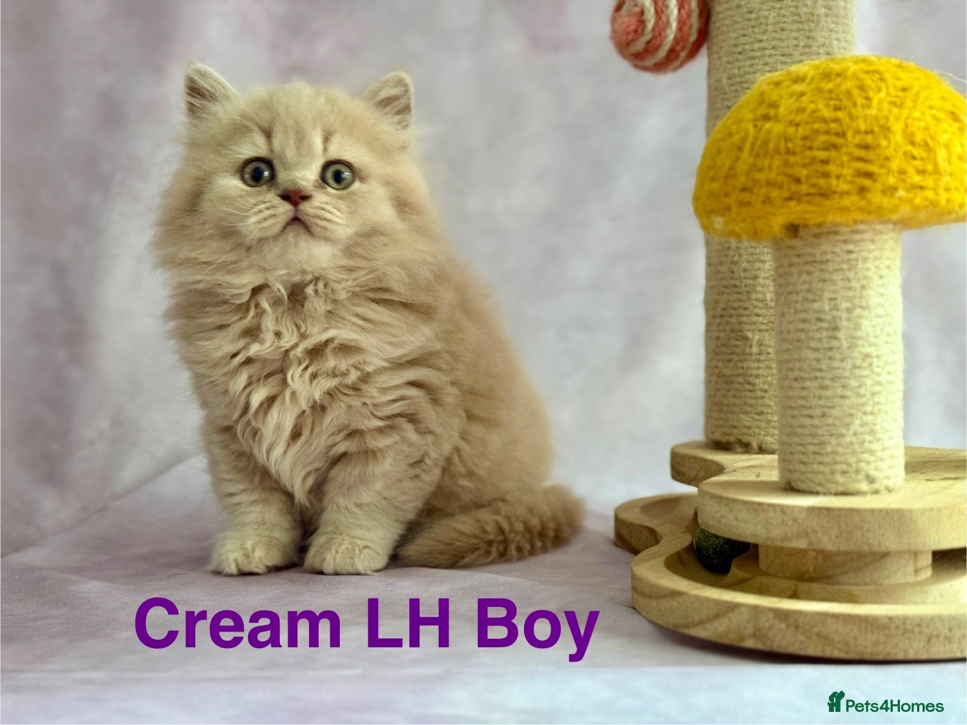 British Shorthair cats Registered Pedigree British Shorthair & Longhair  - Advert 1