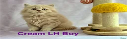 British Shorthair cats for sale: Registered Pedigree British Shorthair & Longhair  in Stafford - Advert 27