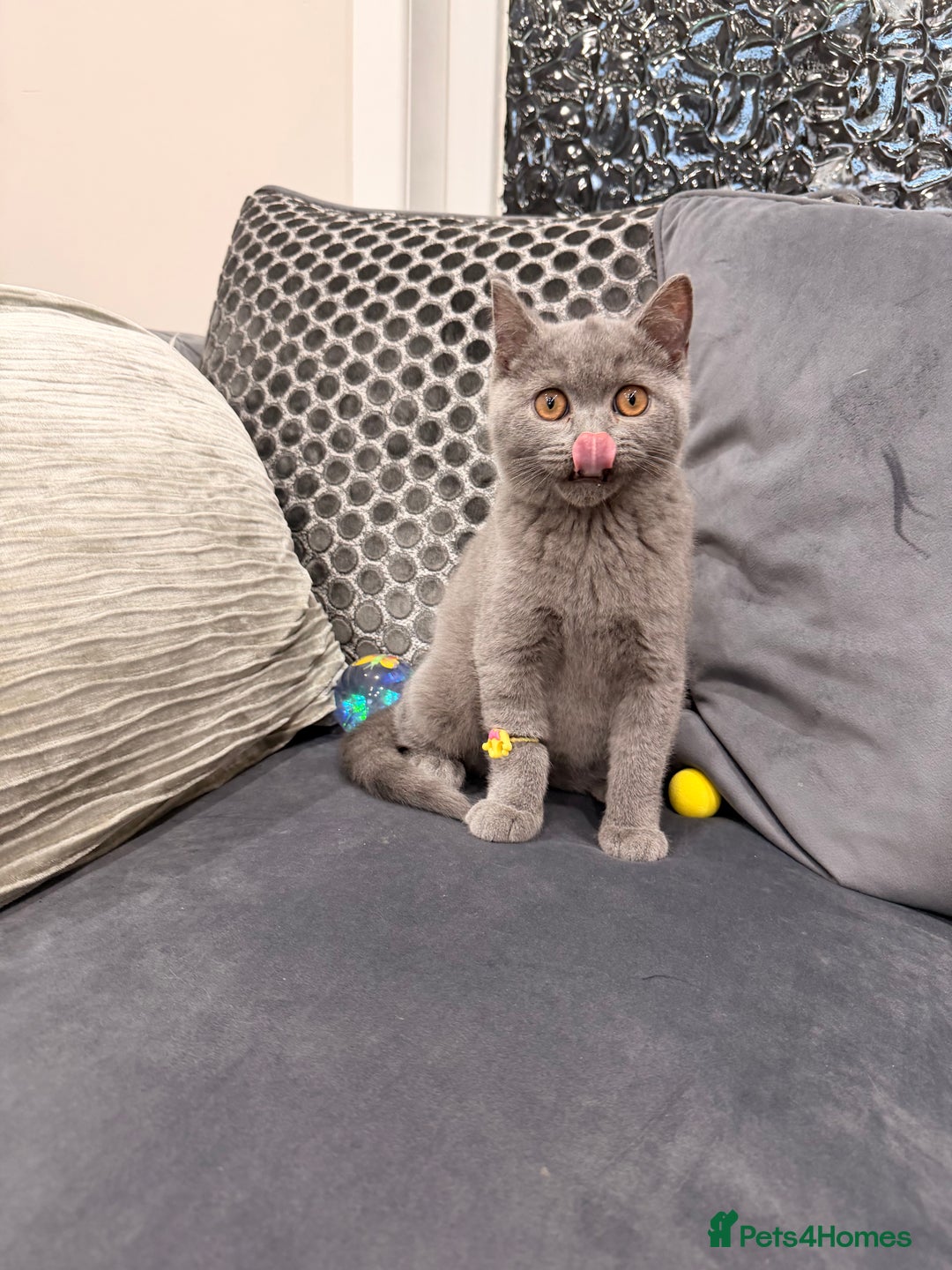 British Shorthair cats for sale: British Shorthair kittens and Mum for sale - Image 8