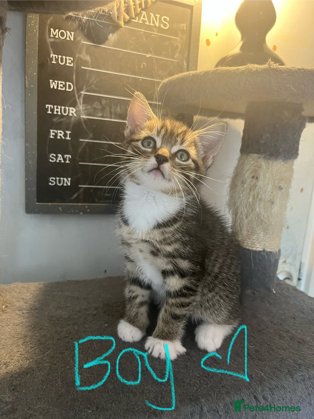Mixed Breed cats for sale: 6 Stunning kittens ready now! 🤍 🐈 🤍 - Image 9