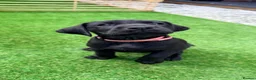 Labrador Retriever dogs for sale: KC Reg Black Labrador Puppies – Only 2 Girls Left! - Advert 15
