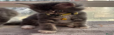 Kitten 2