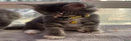 Maine Coon cats for sale: Maine coon kittens - Advert 9
