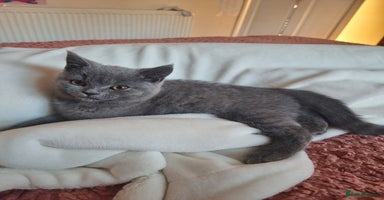British Shorthair cats - Advert 5