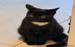 Mixed Breed cats for sale: Black Kitten for Sale – Ready for a New Home - Advert 2