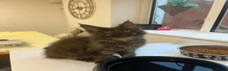 Maine Coon cats for sale: GCCF Reg Stunning Maine coon kittens  in Redditch - Advert 8