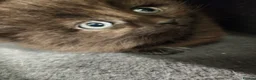 Mixed Breed cats for sale: 3 beautiful kittens  - Advert 24