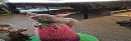 Sphynx cats for sale: Sphynx kittens 5 Tica generation certificate  in Belfast - Advert 2
